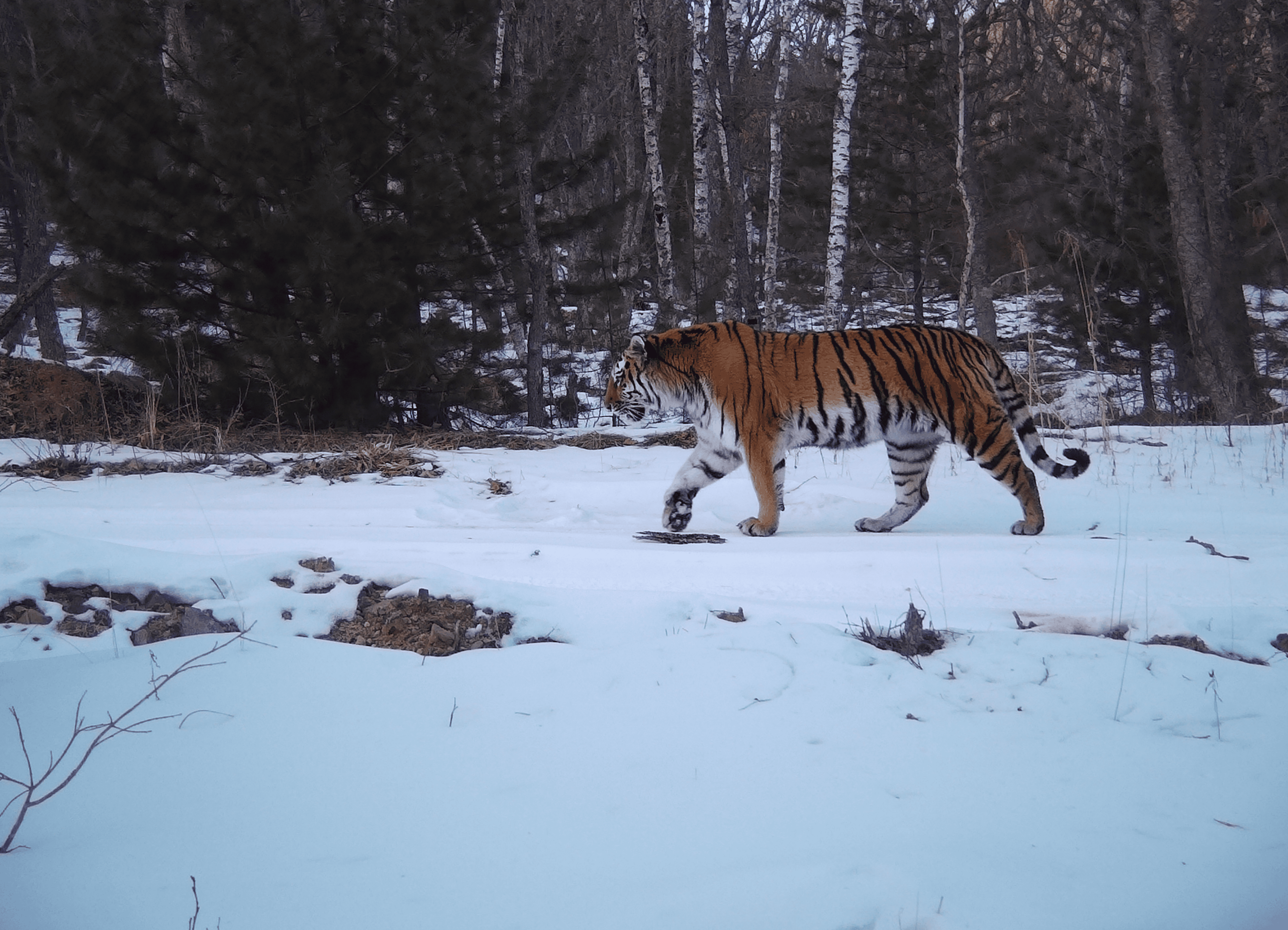 Амурский тигр 1.png