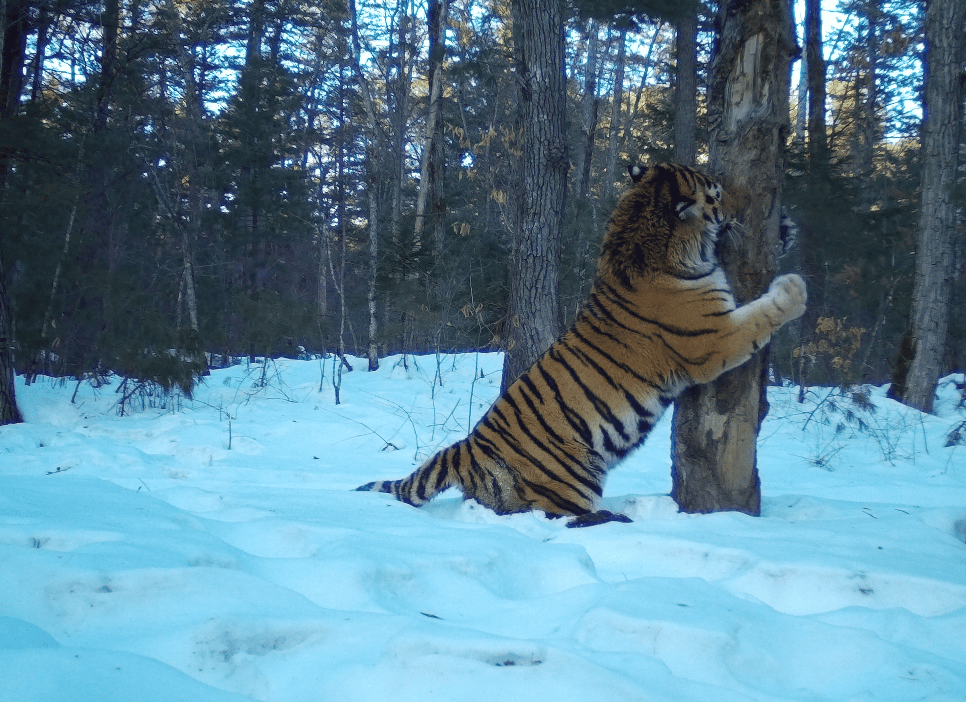 Амурский тигр 2.png